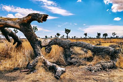 Dead tree on field against sky