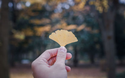 Cropped hand holding leaf against trees