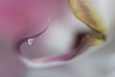 Close-up of raindrops on purple flower