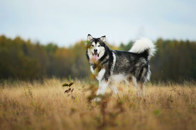 View of a dog running on field