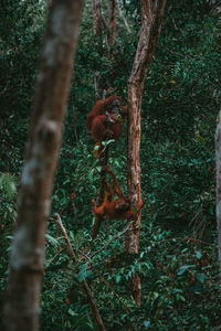 Close-up of tree trunk in forest