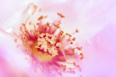 Close-up of pink flowers