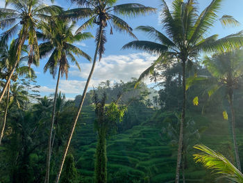 Palm trees on landscape against sky