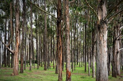 Trees in forest