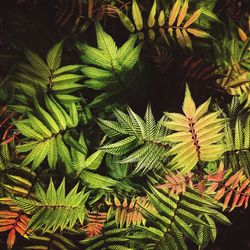 Close-up of palm leaves