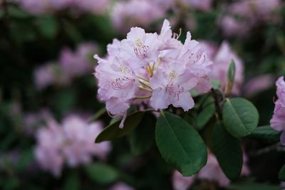 Close-up of pink flowering plant