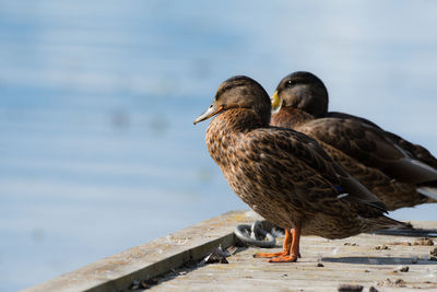 Close-up of bird perching on shore against sky