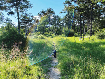 People walking on footpath amidst trees in forest