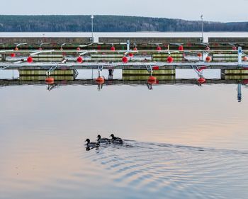 Birds in a  harbour 