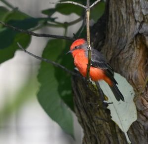 Close-up of bird perching on tree