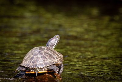Close-up of a turtle in the lake