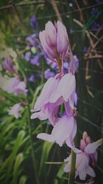 Close-up of pink flowers