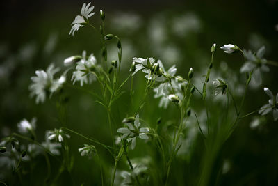 Close-up of white flowering plants on field