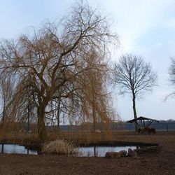 Bare trees at lakeshore