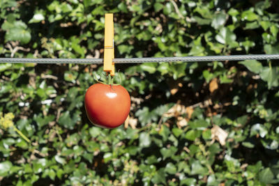 A tomato hanging on a wire in the open air