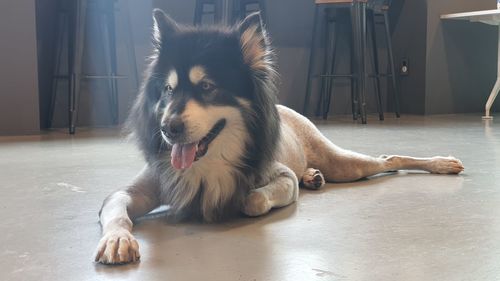 Dog lying down on floor at home