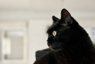 Close-up of a cat looking away