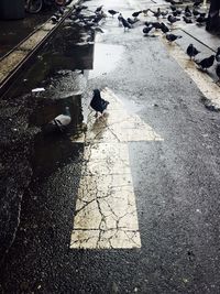 Puddle on road