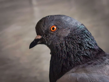 Close-up of a bird