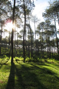 Trees in forest against sky