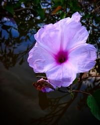 Close-up of pink hibiscus blooming outdoors