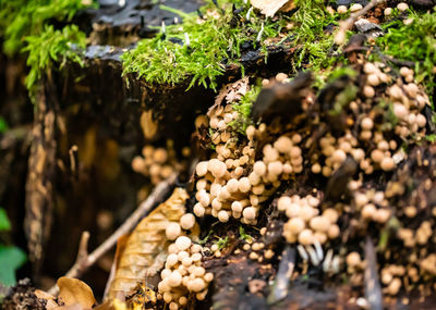 High angle view of plants growing on field