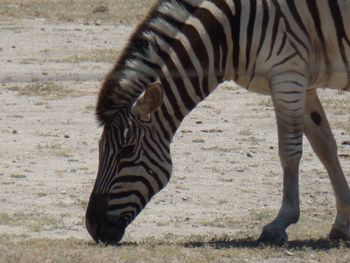 Zebra crossing on field