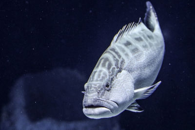 Close-up of fish swimming in aquarium