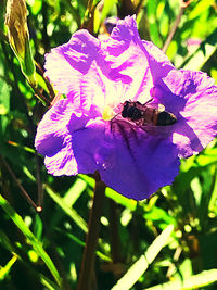 Close-up of bee pollinating on purple flower