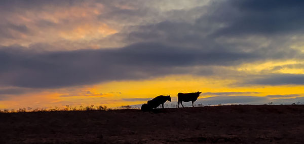 Silhouette livestock standing on land against sky during sunset