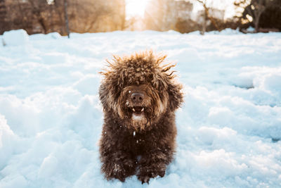 Portrait of dog in snow