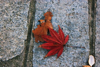 Close-up of autumn leaves on tree trunk