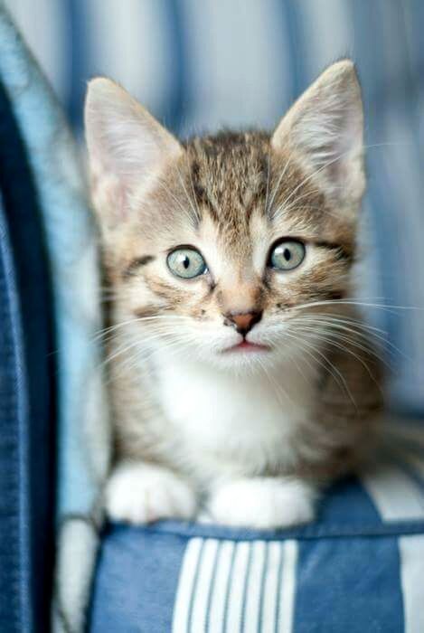 domestic cat, pets, animal themes, domestic animals, one animal, indoors, cat, mammal, feline, whisker, portrait, looking at camera, close-up, home interior, animal head, focus on foreground, relaxation, kitten, animal eye, front view