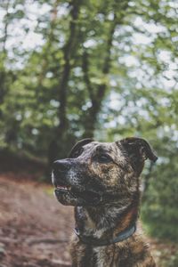 Close-up of a dog looking away