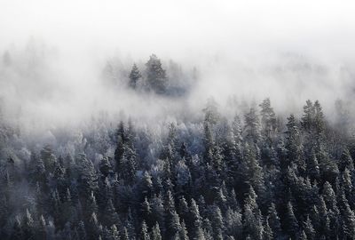 Trees in forest during foggy weather