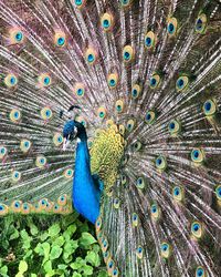 Close-up of peacock