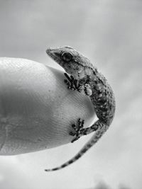 Close-up of lizard on finger