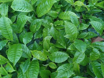 High angle view of leaves on plant
