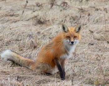 Portrait of lion standing on field