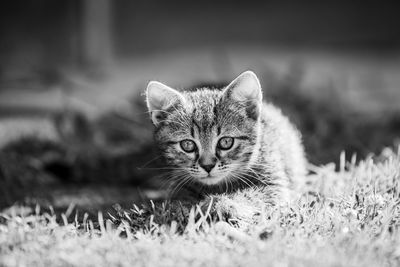 Portrait of cat relaxing on field