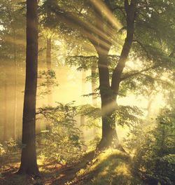 Trees in forest