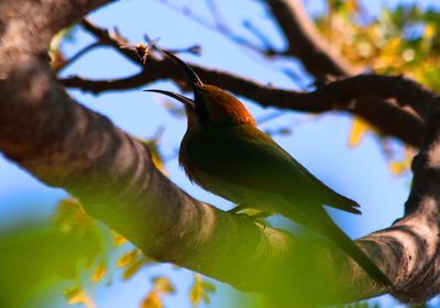 Low angle view of bird perching on tree against sky