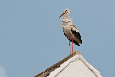 Low angle view of bird perching on snow against sky