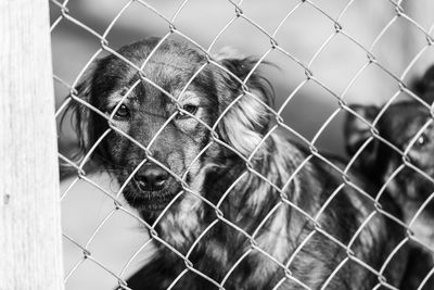 Close-up of dog seen through chainlink fence