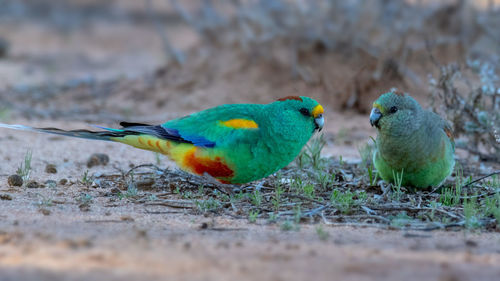 Close-up of parrot perching