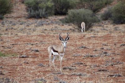 Deer standing on field