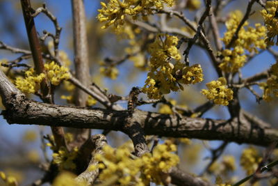 Close-up of cherry blossom on tree