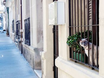 Portrait of a cat looking through window