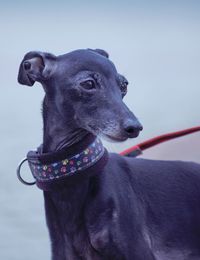 Portrait of an italian greyhound male