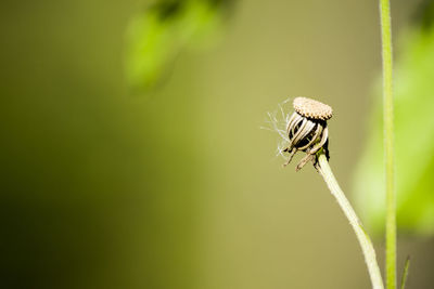 Close-up of butterfly